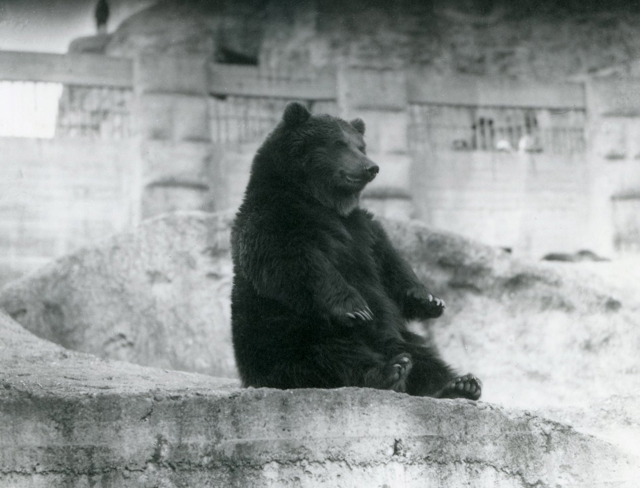 Een bruine beer zittend in zijn verblijf aan de voet van de Mappin Terraces in de London Zoo, september 1921 door Frederick William Bond