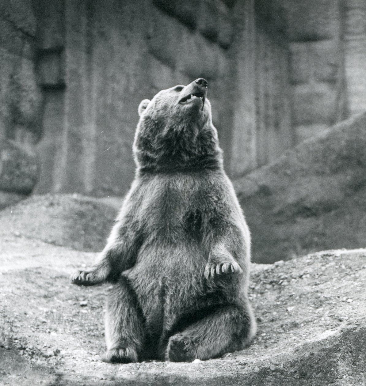 Een bruine beer zittend op een rotsrichel in de London Zoo in september 1927 door Frederick William Bond