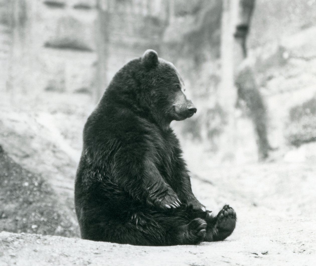 Een Bruine Beer zittend op de rotsen van de Mappin Terrassen, London Zoo, juni 1928 door Frederick William Bond