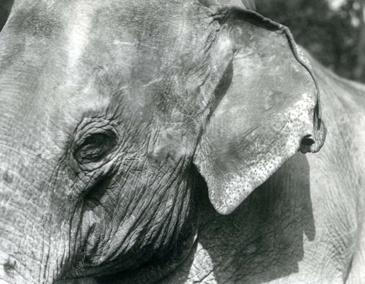 Een Birmaanse Olifant, London Zoo, september 1926 door Frederick William Bond