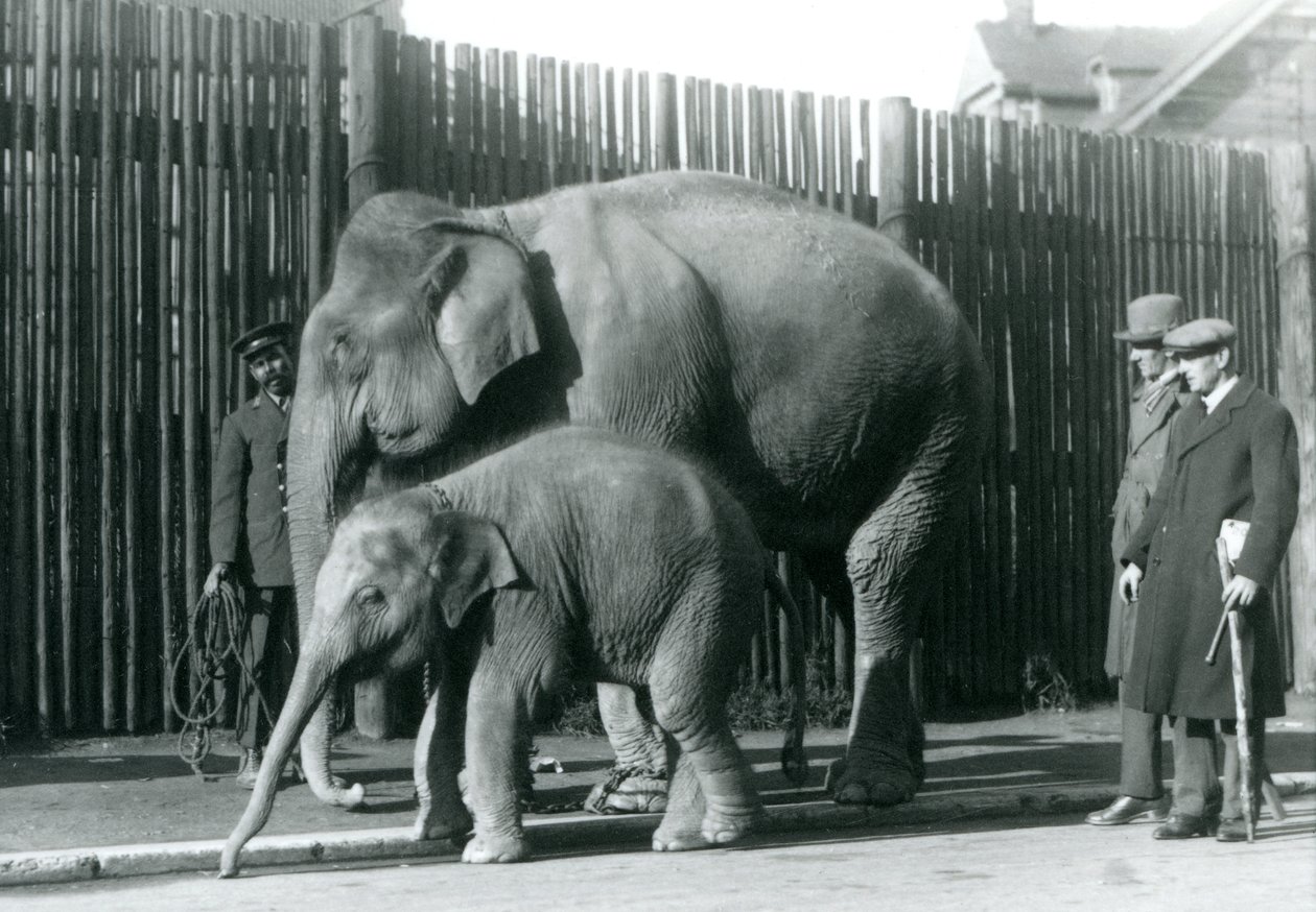 Een Birmaanse Olifant en haar kalf worden uitgelaten door hun verzorger, terwijl twee andere mannen toekijken door Frederick William Bond