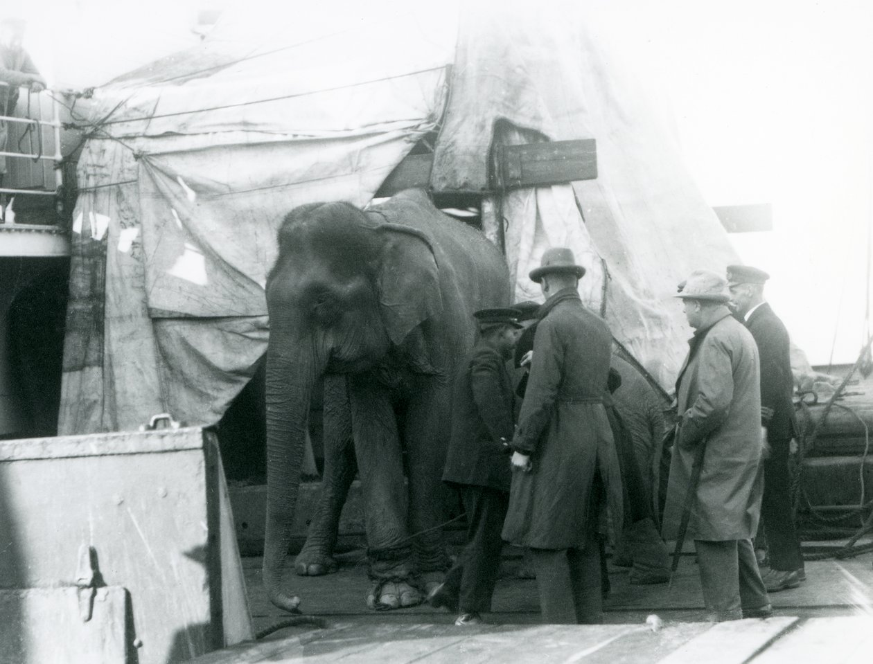 Een Birmese olifant gedeeltelijk beschut onder een zeildoek op het dek, met een trainer en vier andere mannen, op weg naar London Zoo in 1927 (zwart-wit foto) door Frederick William Bond