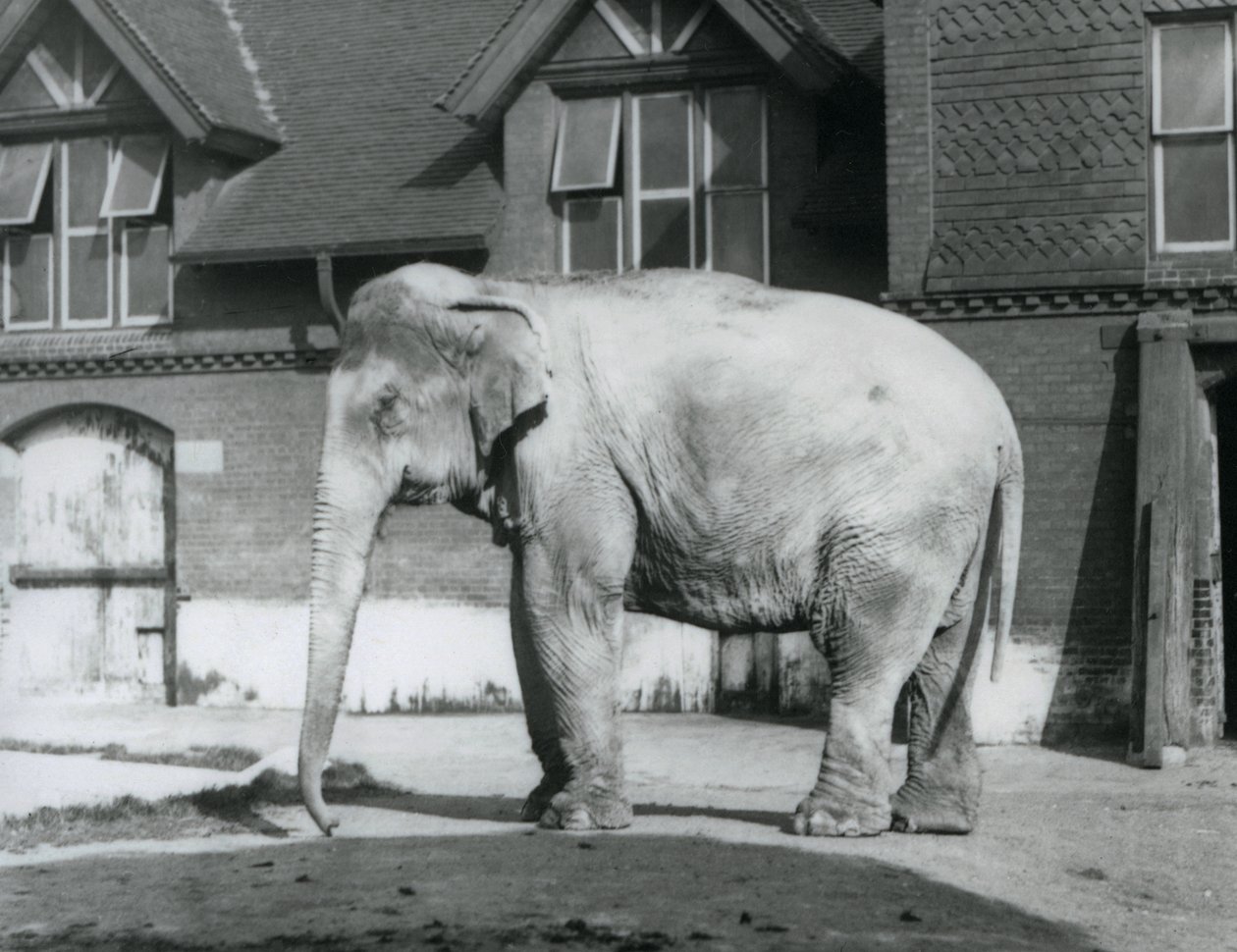 Een Birmaanse olifant staand buiten het Olifantenhuis, London Zoo door Frederick William Bond