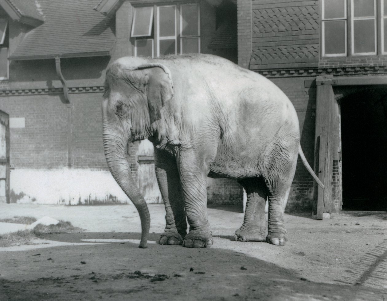 Een Birmaanse olifant buiten het olifantenhuis in London Zoo in 1929 door Frederick William Bond