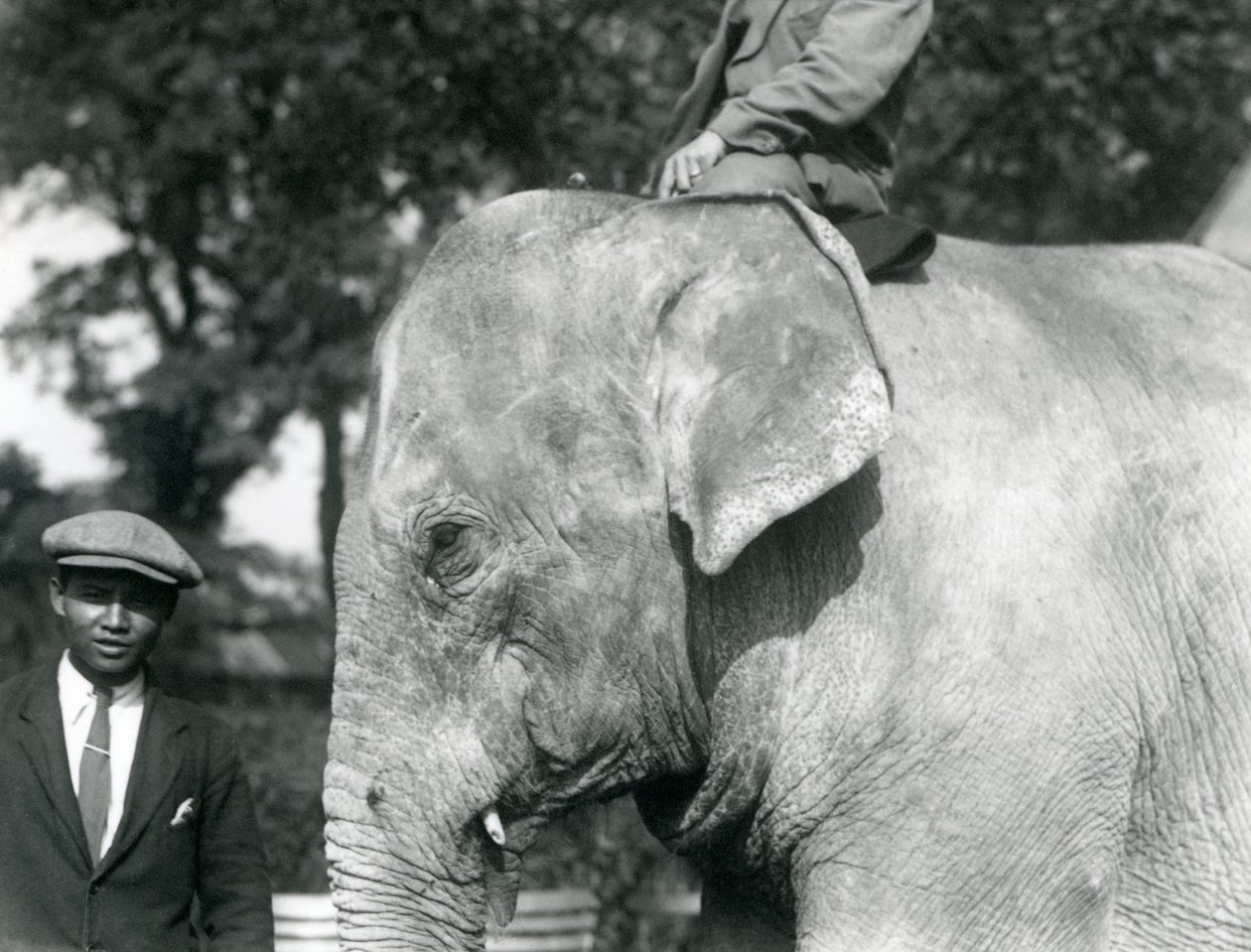 Een Birmaanse Olifant met zijn trainer en een andere man, London Zoo, september 1926 door Frederick William Bond
