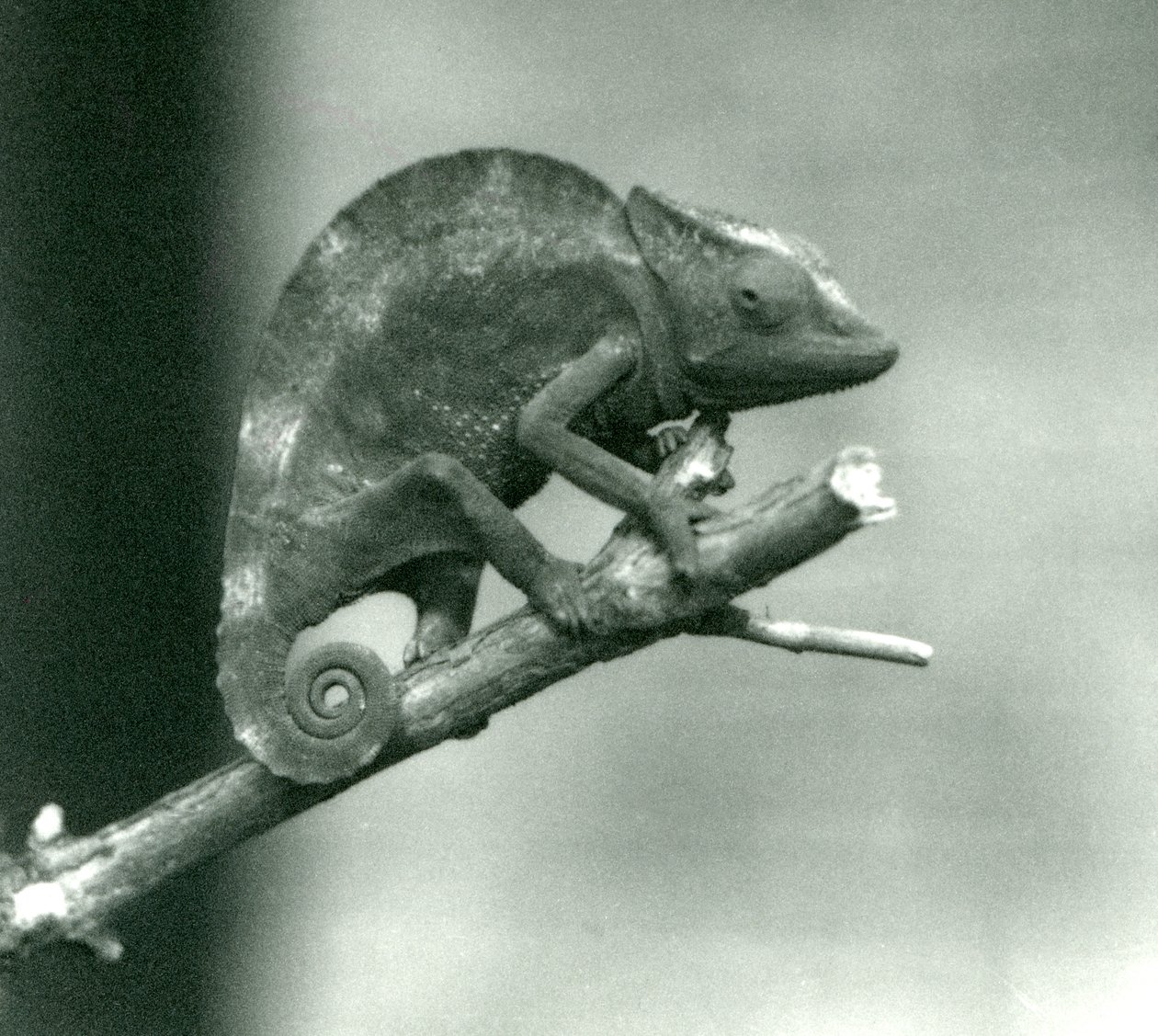 Een kameleon die zich aan het uiteinde van een tak vasthoudt, London Zoo, 1927 door Frederick William Bond