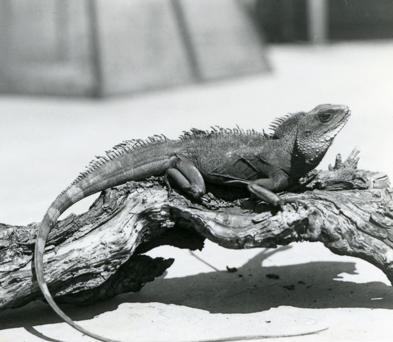 Een Chinese/ Aziatische/ Thaise/ Groene Waterdraak rustend op een stam in de London Zoo in 1928 door Frederick William Bond