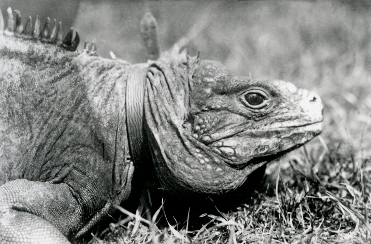 Een Bewolkte Rotsleguaan Methuselah, met een halsband, wandelend op een grasveld in London Zoo, juli 1924 door Frederick William Bond