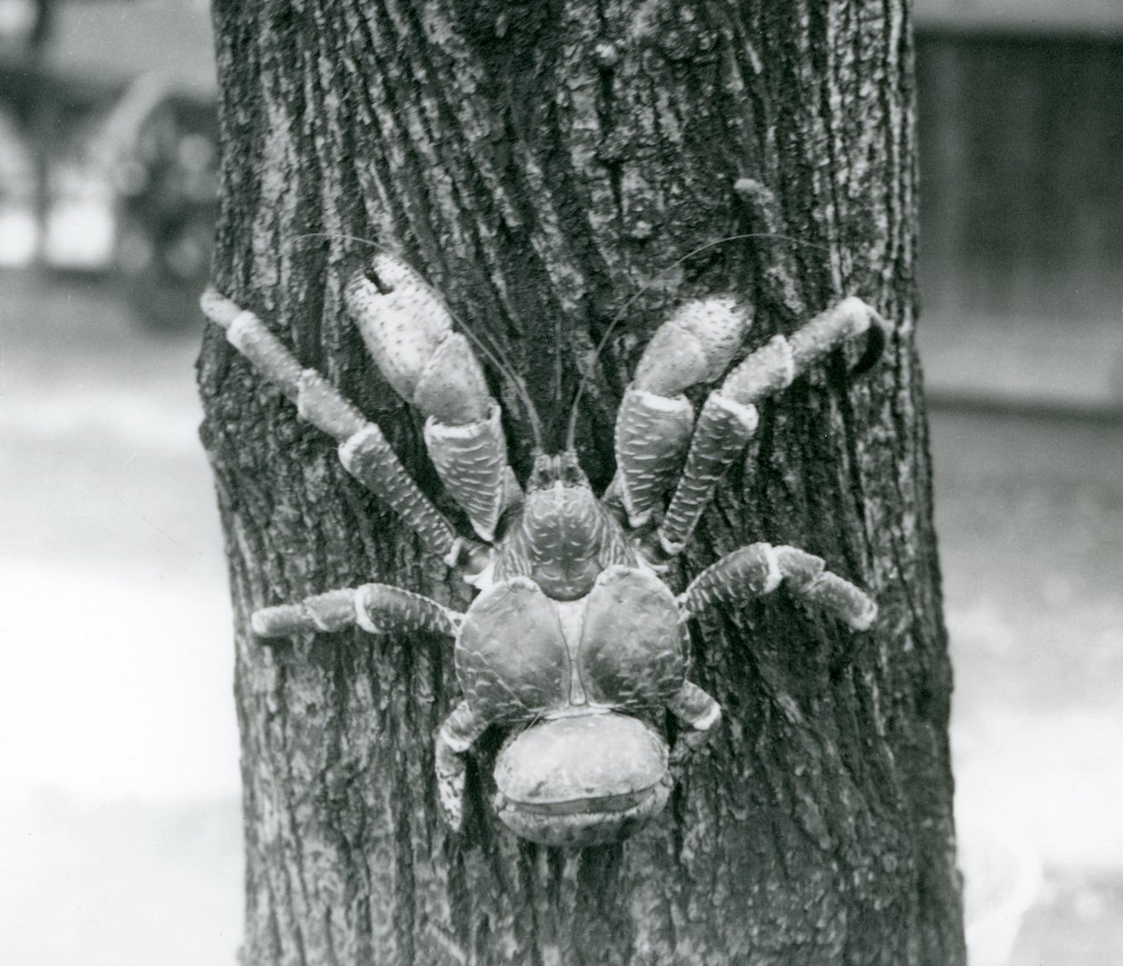 Een kokoskrab, of dievenkrab, klimmend in een boom, London Zoo, juli 1927 door Frederick William Bond