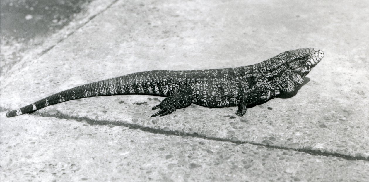 Een gewone goud-gouden zwarte Colombiaanse tegu of tijgerhagedis in de London Zoo in augustus 1926 door Frederick William Bond