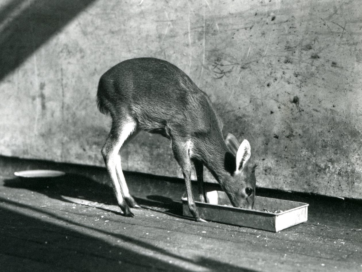Een Duiker die van een schaal op de grond eet, London Zoo, juli 1925 door Frederick William Bond
