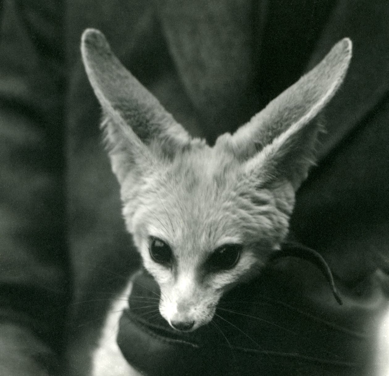 Een fennekvos wordt vastgehouden, rond de nek, door een handschoenhouder, 1924 door Frederick William Bond
