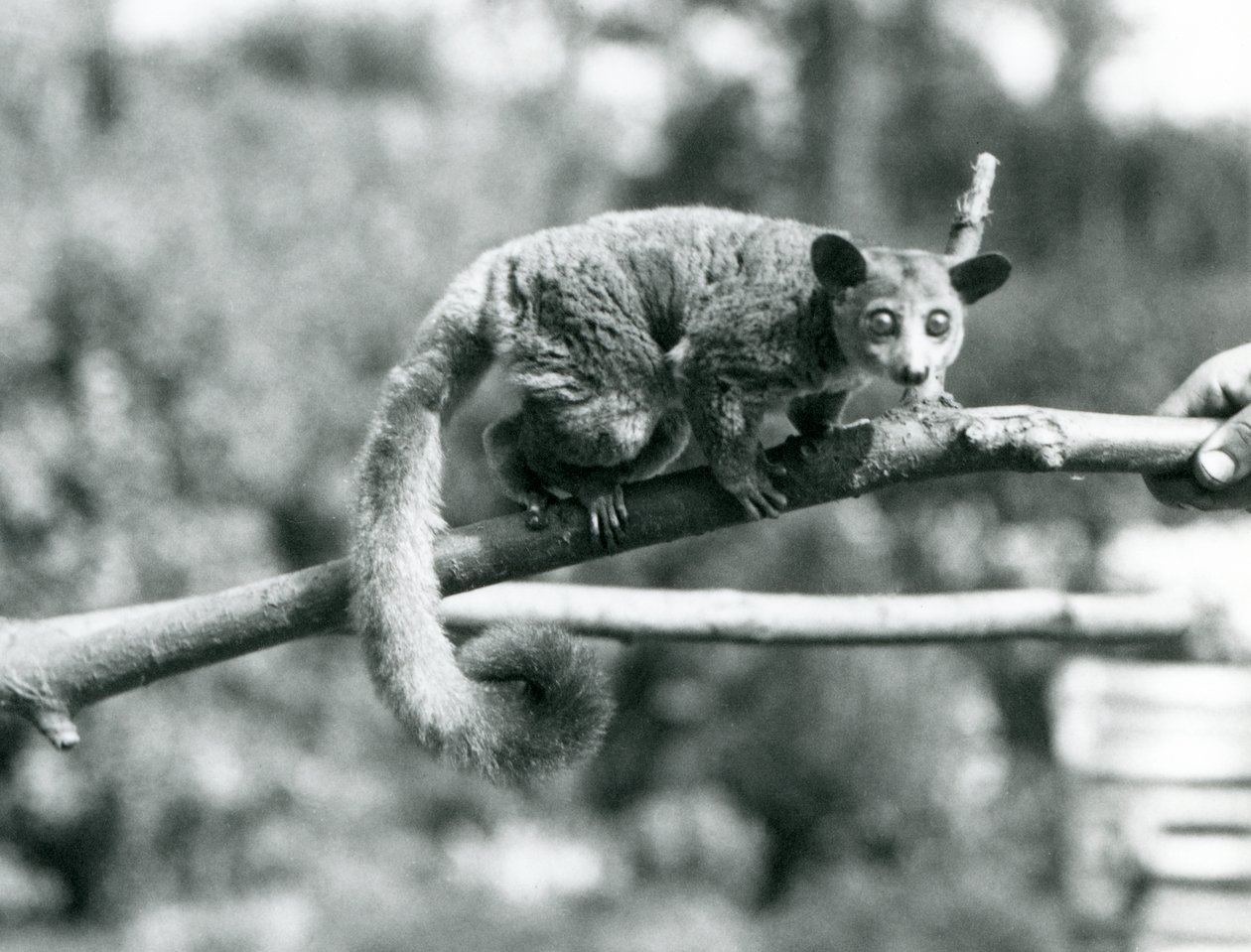 Een Galago die langs een tak loopt die wordt vastgehouden door een verzorger, London Zoo door Frederick William Bond