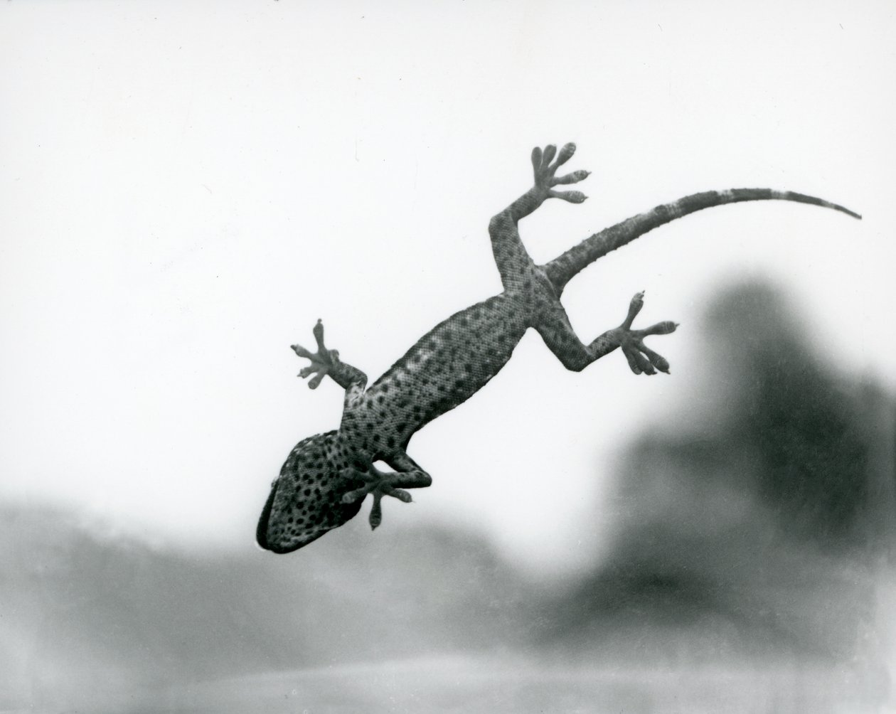 Een Gecko gezien van onderen terwijl hij op glas klimt, met zijn gespecialiseerde voetkussentjes, London Zoo, augustus 1928 (zwart-wit foto) door Frederick William Bond