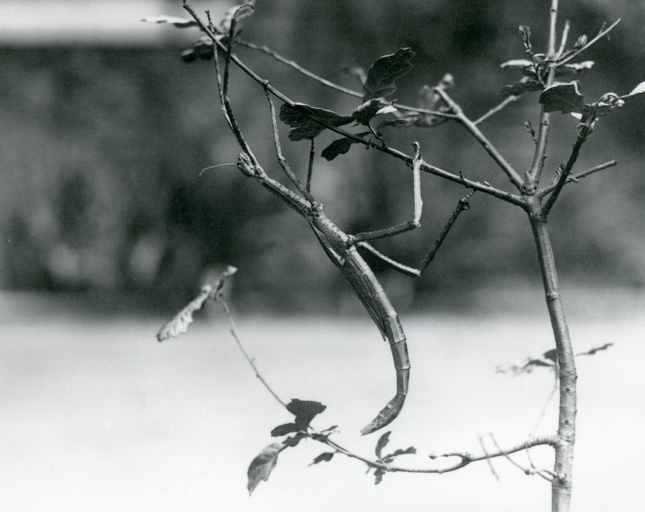Een reuzenwandelende tak gecamoufleerd op een tak in de London Zoo in 1923 door Frederick William Bond