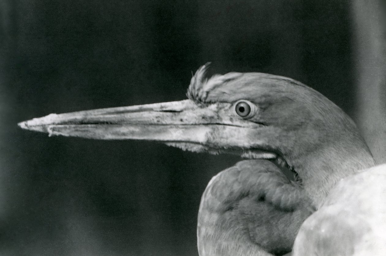 Een Goliath Reiger in London Zoo in 1924 door Frederick William Bond