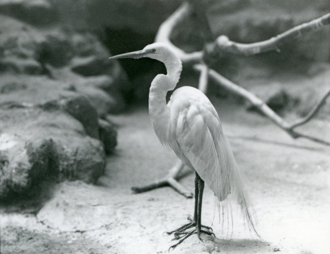 Een Grote Zilverreiger in broedkleed, staand op de vloer van zijn verblijf in London Zoo in juni 1928 door Frederick William Bond