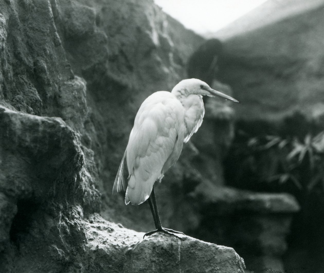 Een Grote Zilverreiger of Grote Witte Reiger staat op een rots in de Londense Zoo in september 1927 door Frederick William Bond