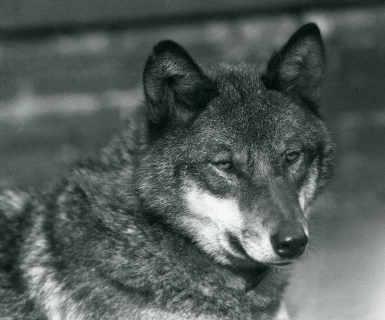 Een grijze wolf in de London Zoo, 1925 door Frederick William Bond