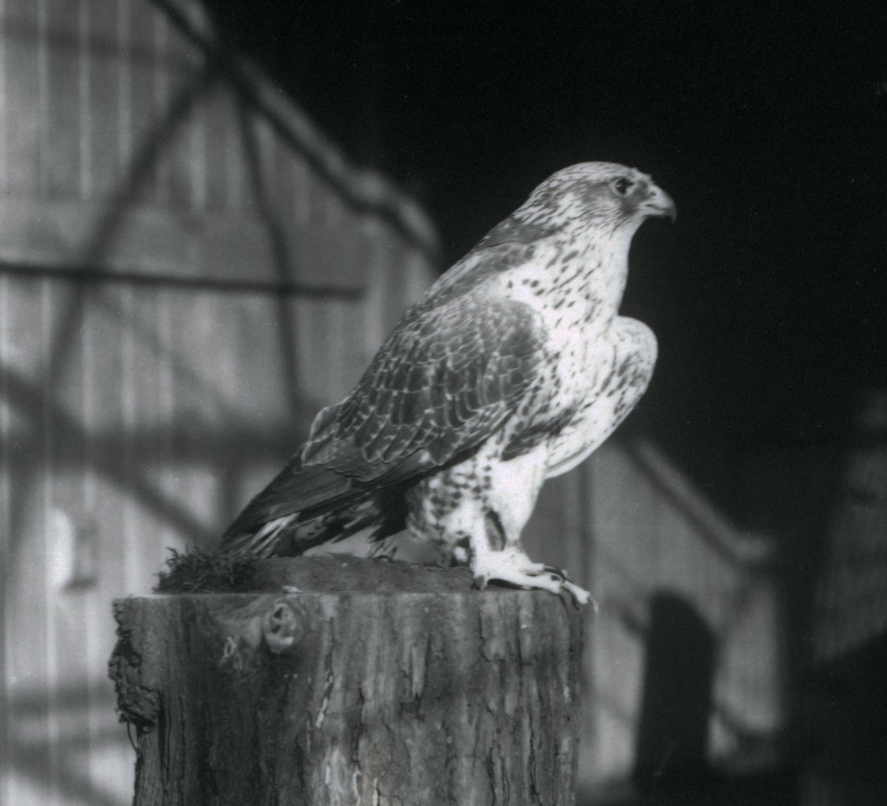 Een giervalk rustend op een stam, London Zoo, december 1925 door Frederick William Bond