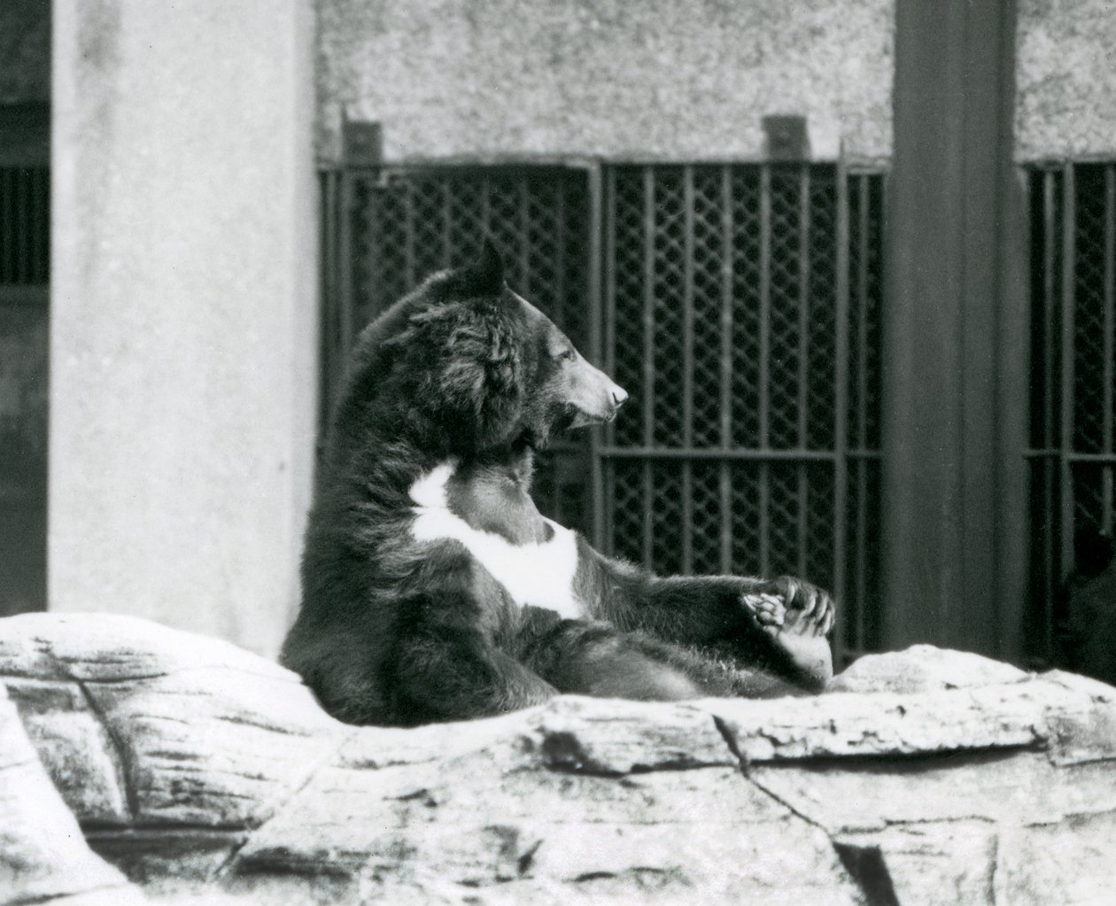 Een Himalaya zwarte beer zittend op rotsen, zijn tenen vasthoudend, London Zoo door Frederick William Bond