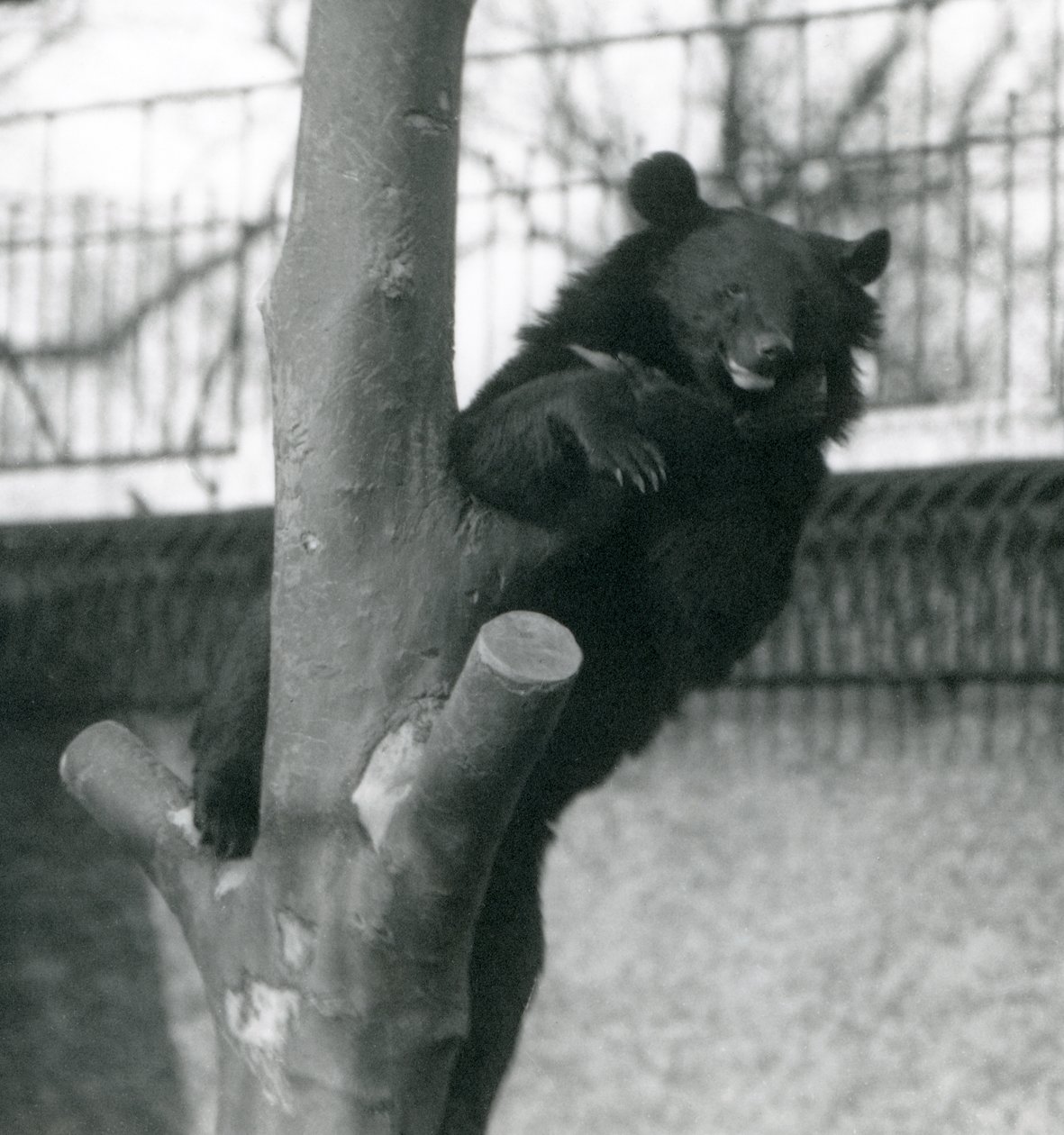 Een Himalaya-bruine beer Isabelline beer Dzu-Teh in een boom in London Zoo in 1925 door Frederick William Bond
