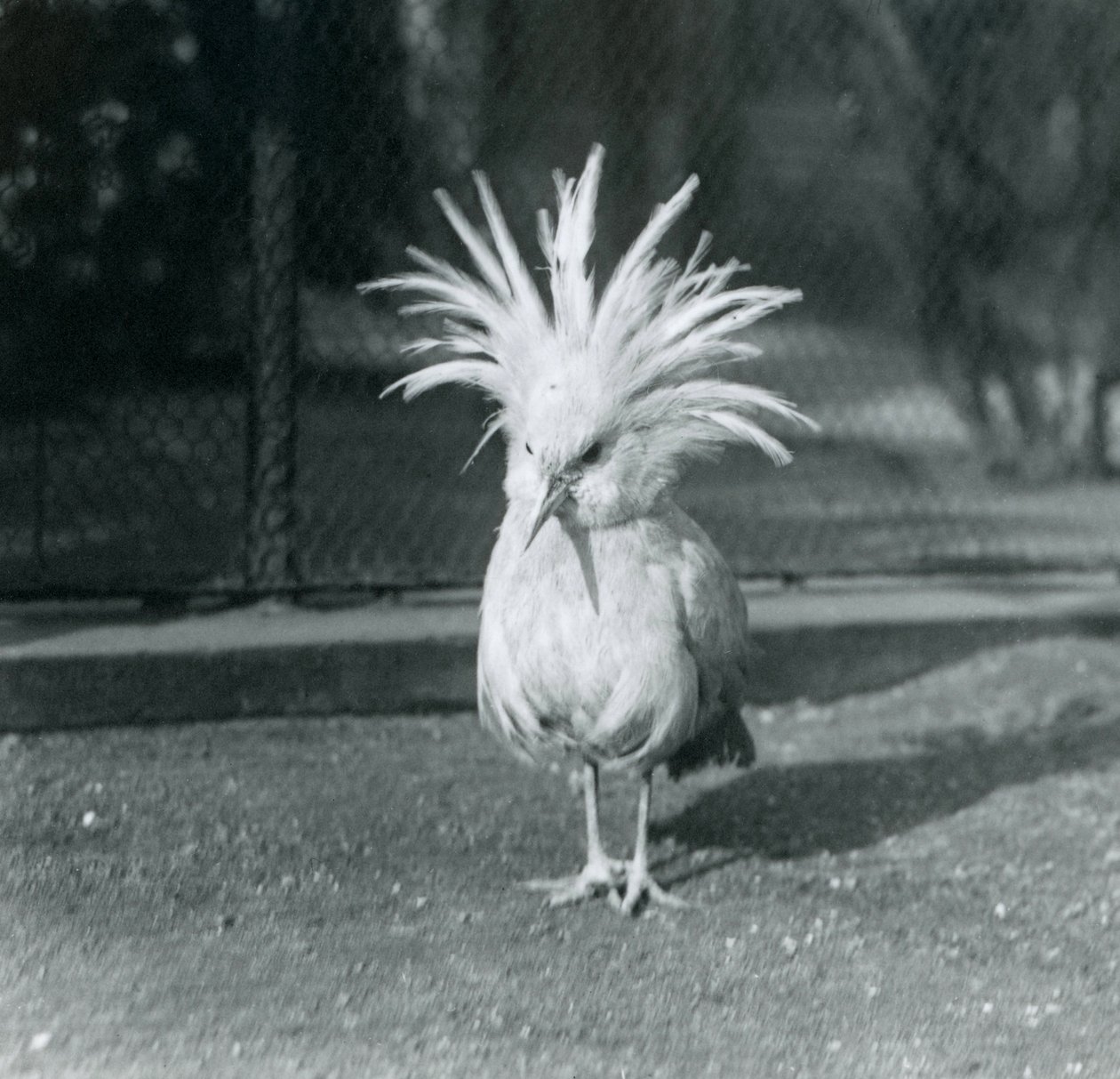 Een Kagu of Cagu die zijn kuifveren toont in de London Zoo, juni 1921 door Frederick William Bond