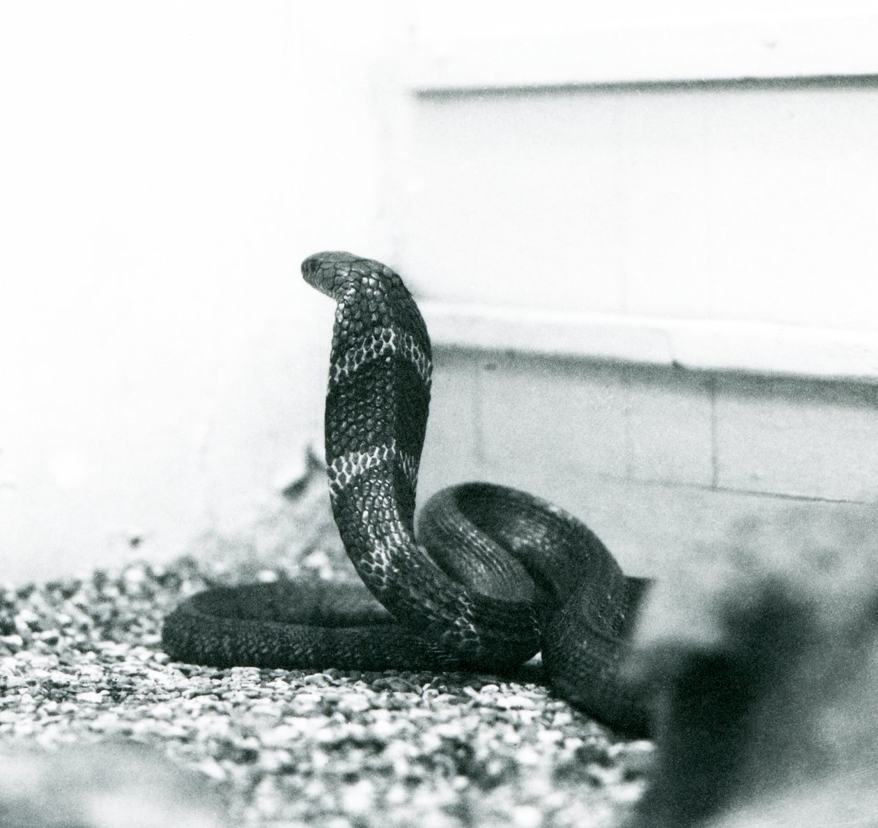 Een Koningscobra in London Zoo, oktober 1925 door Frederick William Bond