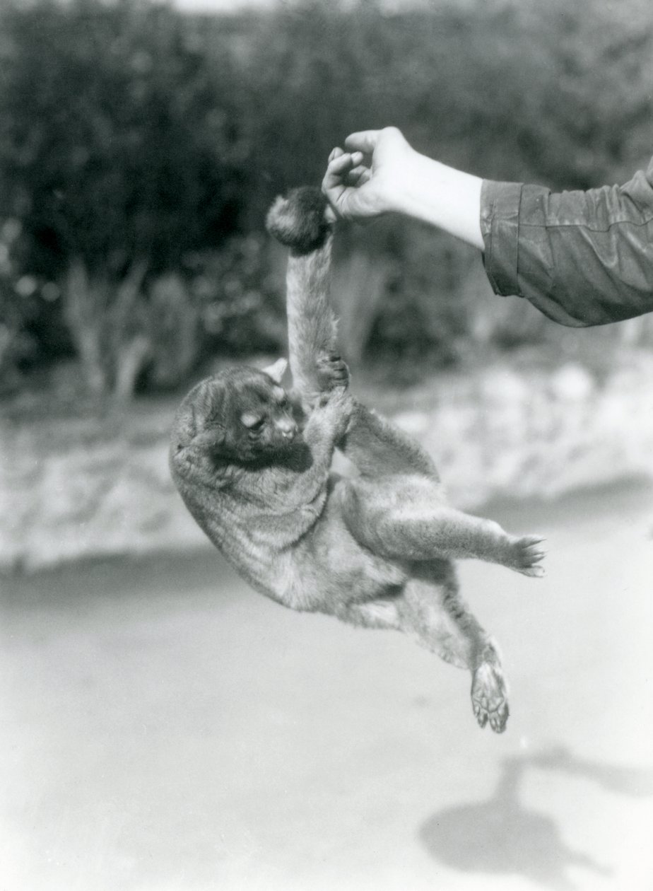 Een Kinkajoe opgehangen aan de vinger van een verzorger door zijn grijpstaart, London Zoo, september 1925 door Frederick William Bond