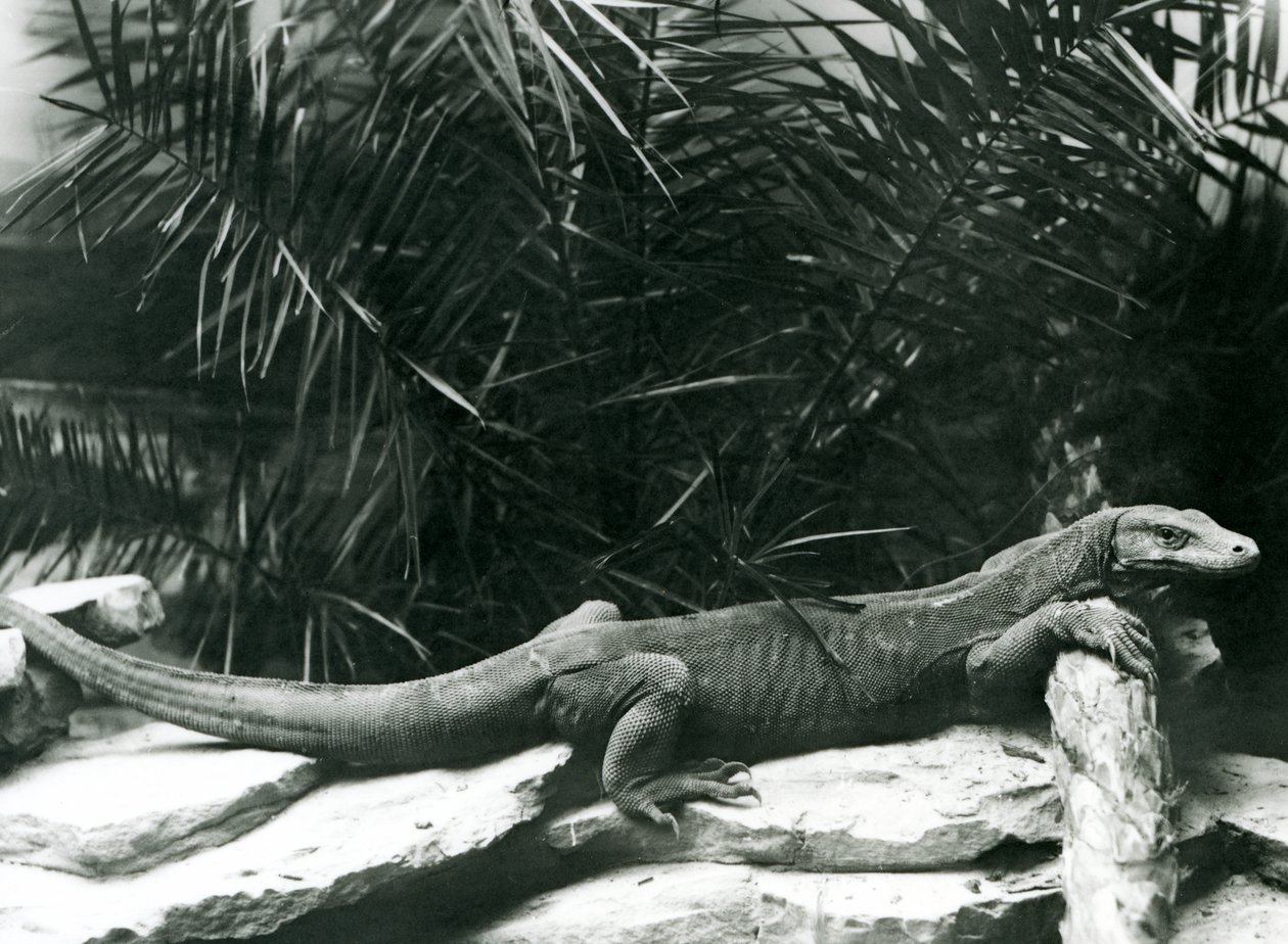 Een Komodovaraan rustend met zijn nek en voorpoten tegen een stam in de London Zoo in juni 1927 door Frederick William Bond