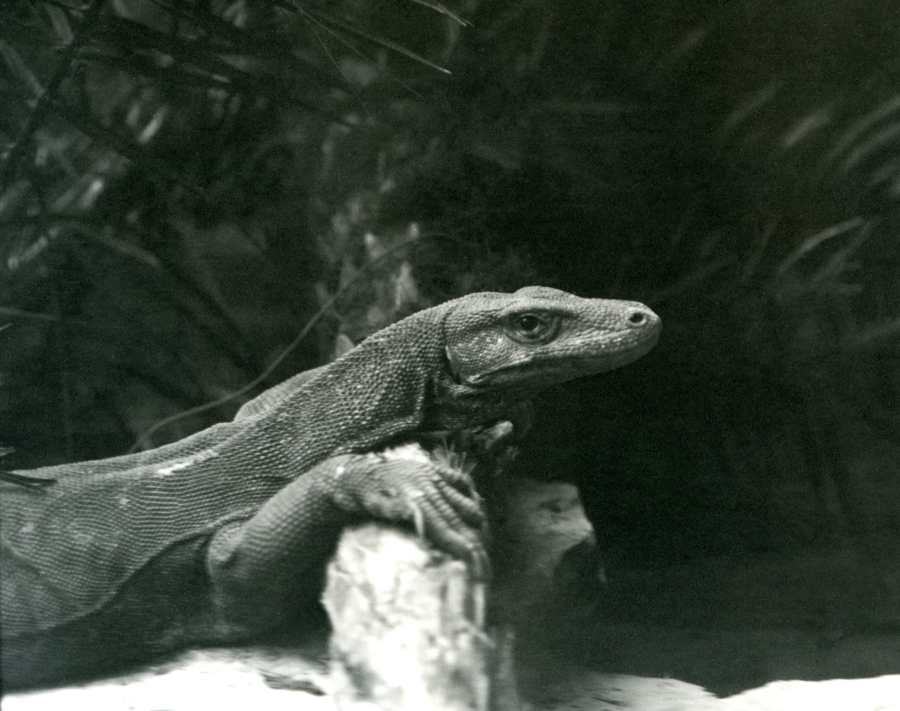 Een Komodovaraan rustend met zijn nek en voorpoten tegen een stam in de London Zoo in juni 1927 door Frederick William Bond