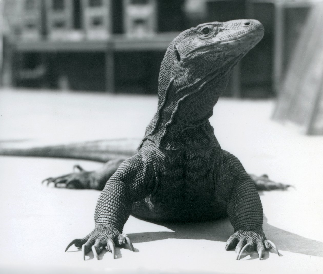 Een Komodovaraan in de Londense dierentuin, augustus 1928 door Frederick William Bond