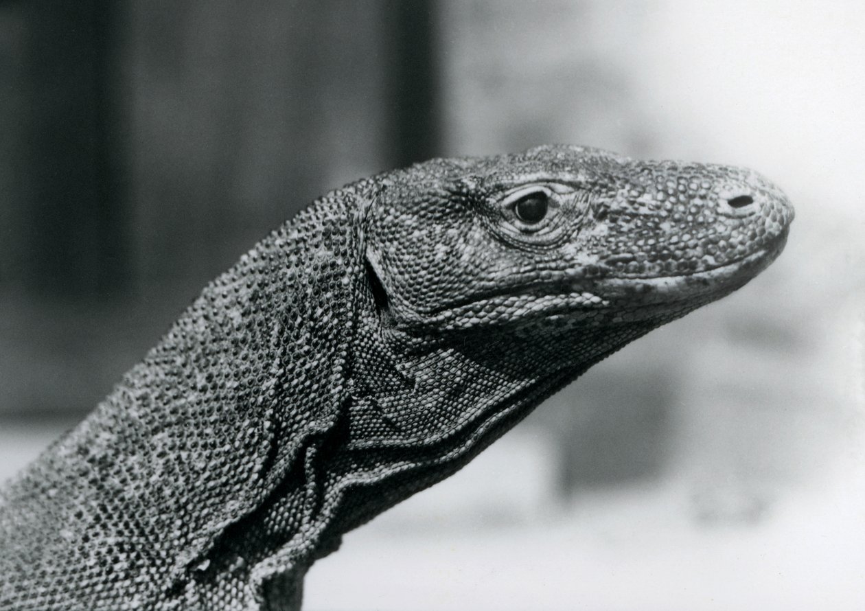 Een Komodovaraan in de London Zoo in augustus 1928 door Frederick William Bond