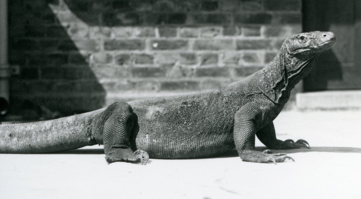 Een Komodovaraan in de London Zoo in augustus 1928 door Frederick William Bond