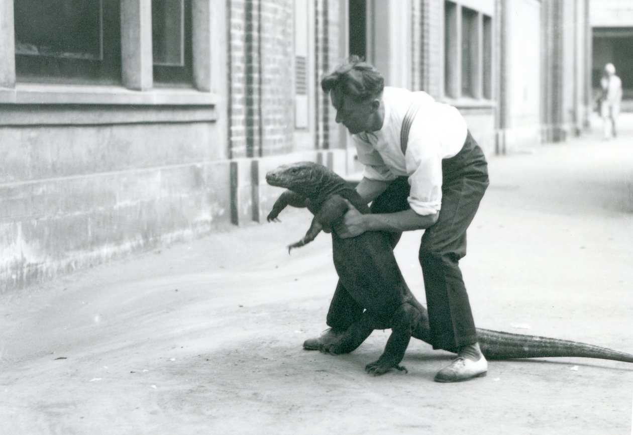 Een Komodovaraan die op zijn achterpoten wordt gehouden door een verzorger in de London Zoo in augustus 1928 door Frederick William Bond