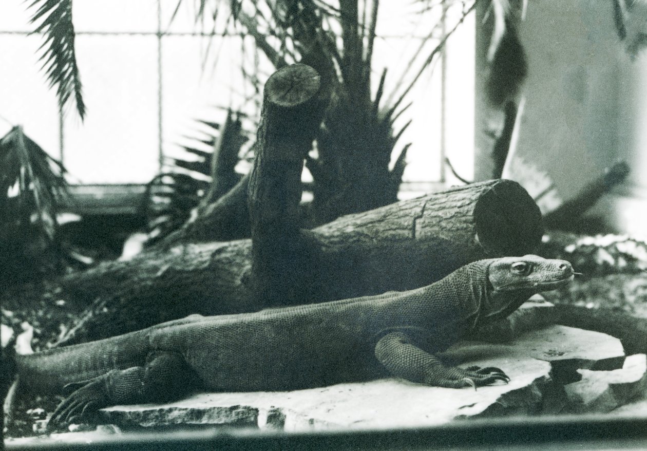 Een komodovaraan in het Reptielenhuis van London Zoo, augustus 1928 door Frederick William Bond