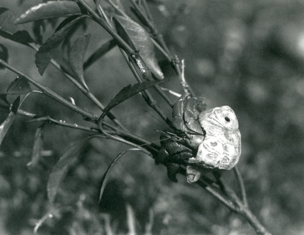 Een landheremietkreeft die op een kleine tak klimt, London Zoo door Frederick William Bond