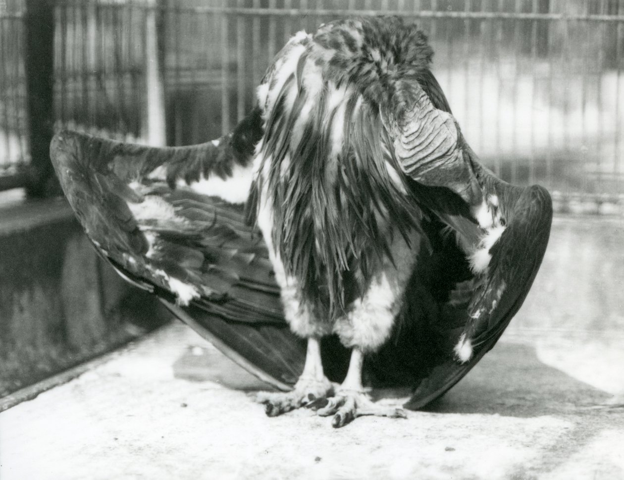Een Lapetgezichtsgier staand op de vloer van zijn verblijf, zijn vleugelveren poetsend, London Zoo door Frederick William Bond