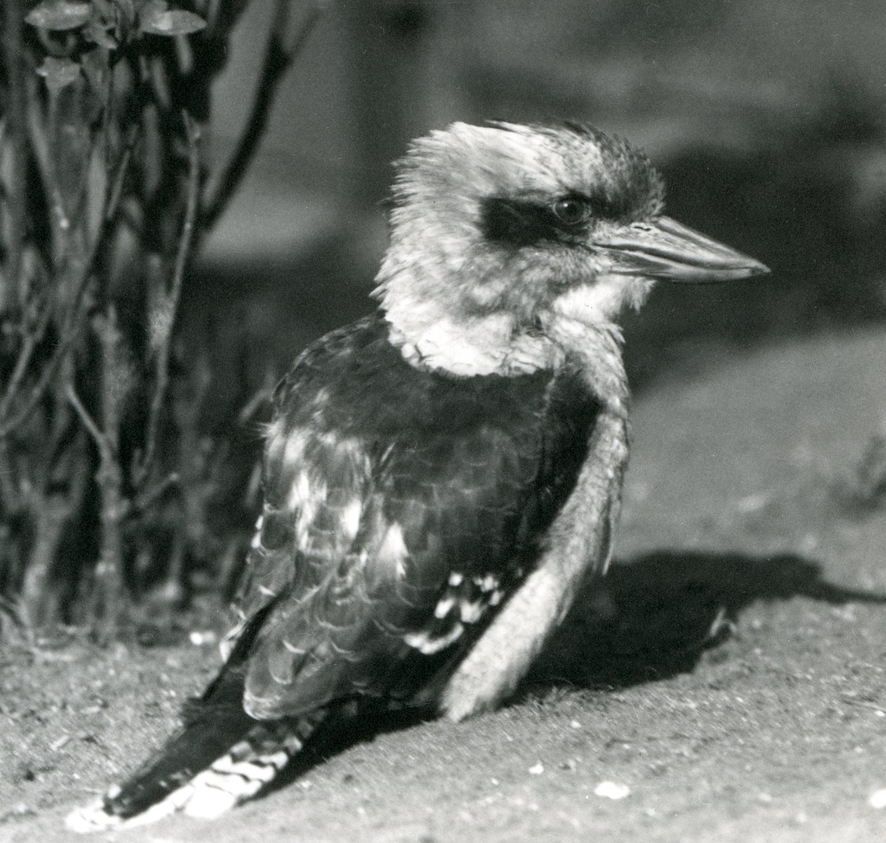 Een lachende kookaburra in de Londense dierentuin in april 1925 door Frederick William Bond