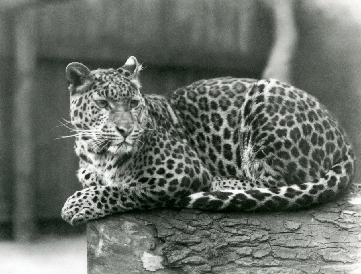 Een luipaard rustend op een boomstam in de London Zoo in 1929 door Frederick William Bond