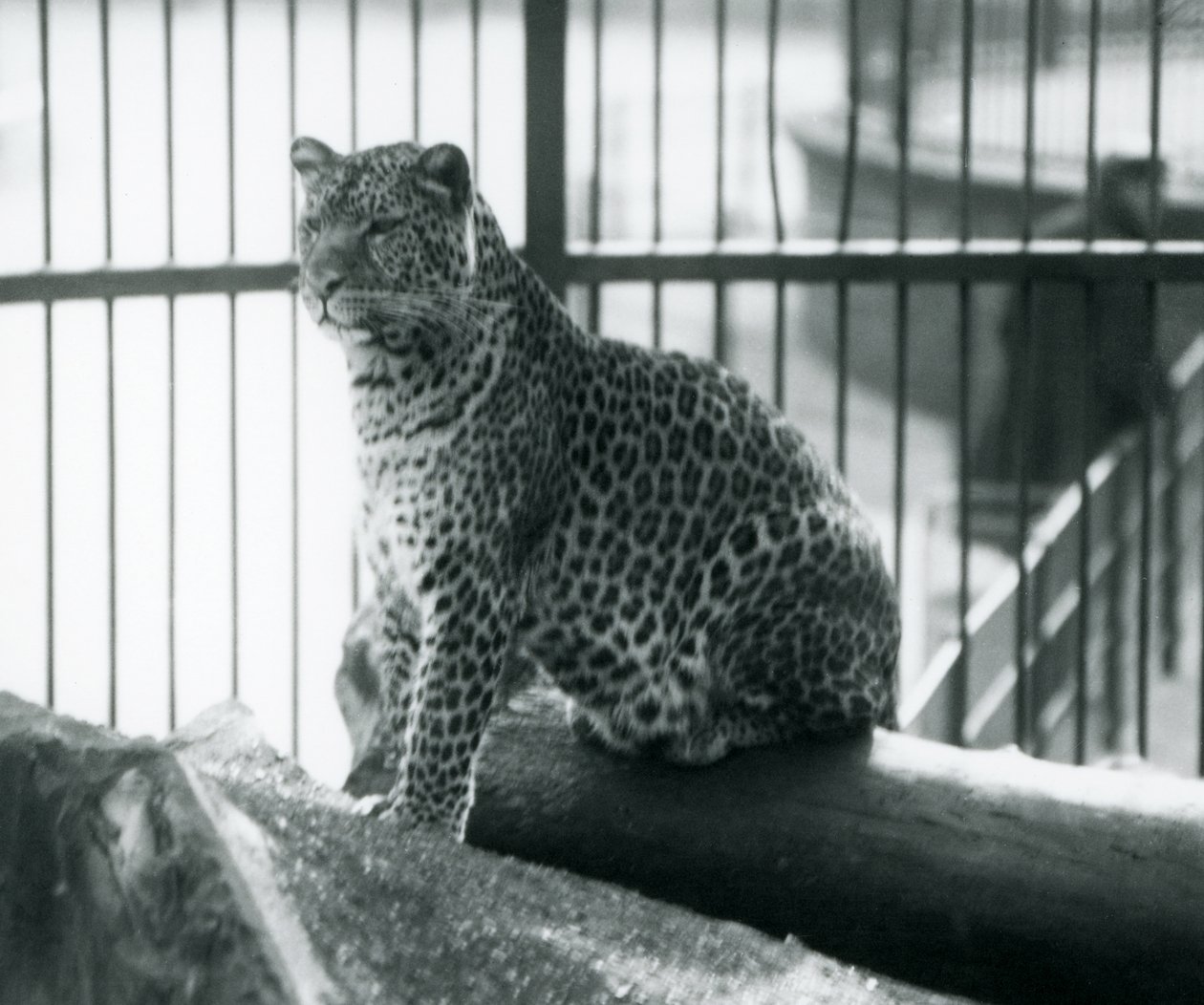 Een luipaard zit op een boomstam in zijn verblijf in London Zoo, september 1925 door Frederick William Bond