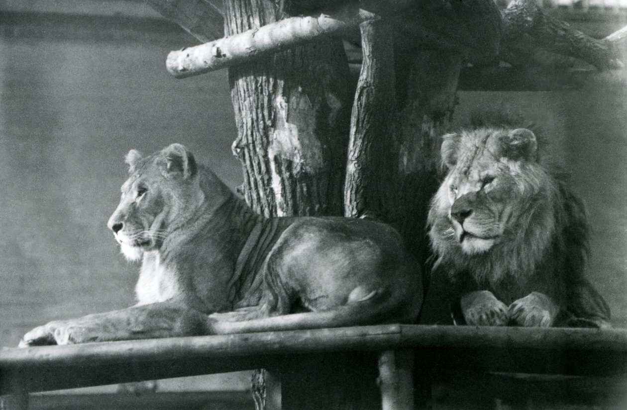 Een leeuw en leeuwin rustend op een hoog platform in hun verblijf, London Zoo in 1929 door Frederick William Bond