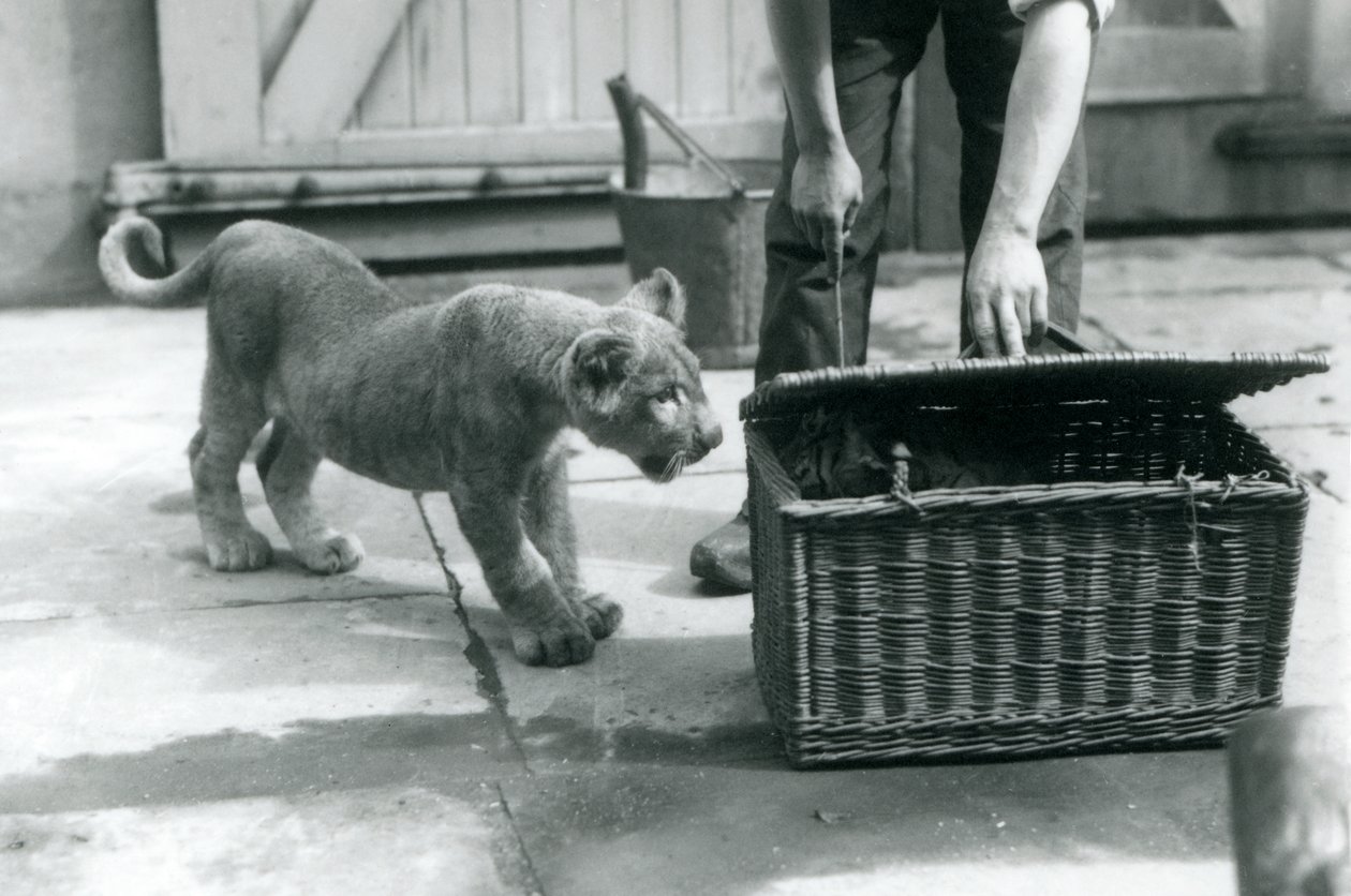 Een leeuwenwelp kijkt naar een tijgerwelp in een rieten mand, die een verzorger opent, London Zoo, september 1925 door Frederick William Bond
