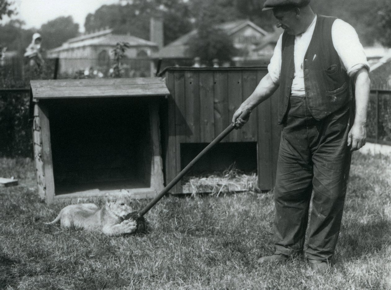 Een leeuwenwelp speelt met een dweil, vastgehouden door zijn verzorger, op het gras voor zijn verblijf, London Zoo, september 1925 door Frederick William Bond
