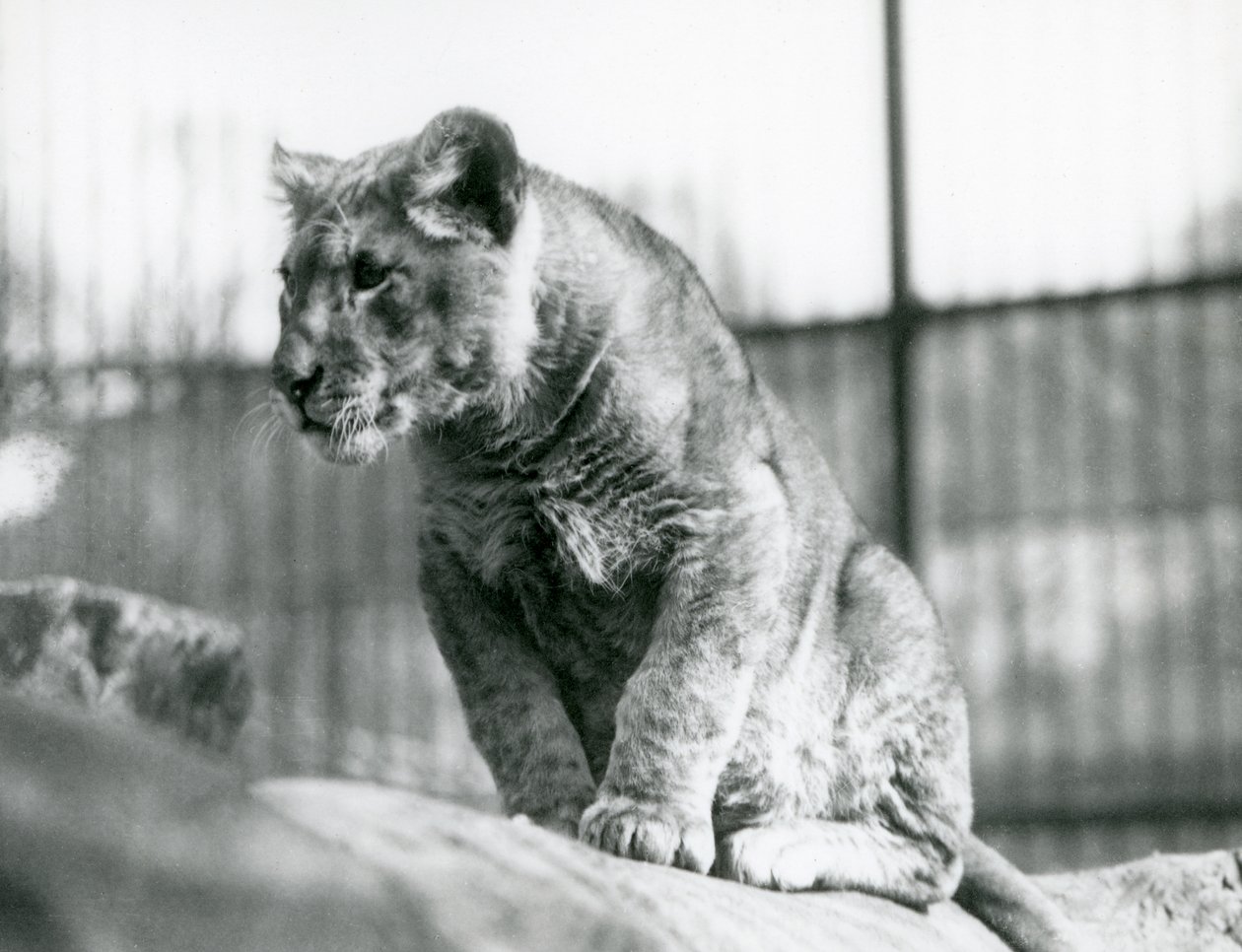 Een leeuwenwelp, geboren in de menagerie in juli 1923, London Zoo, juli 1924 door Frederick William Bond