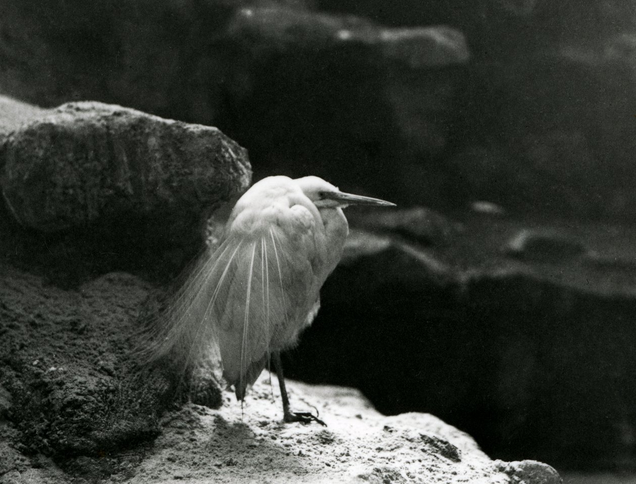 Een Kleine Zilverreiger rustend tussen rotsen in London Zoo in 1930 (zwart-wit foto) door Frederick William Bond