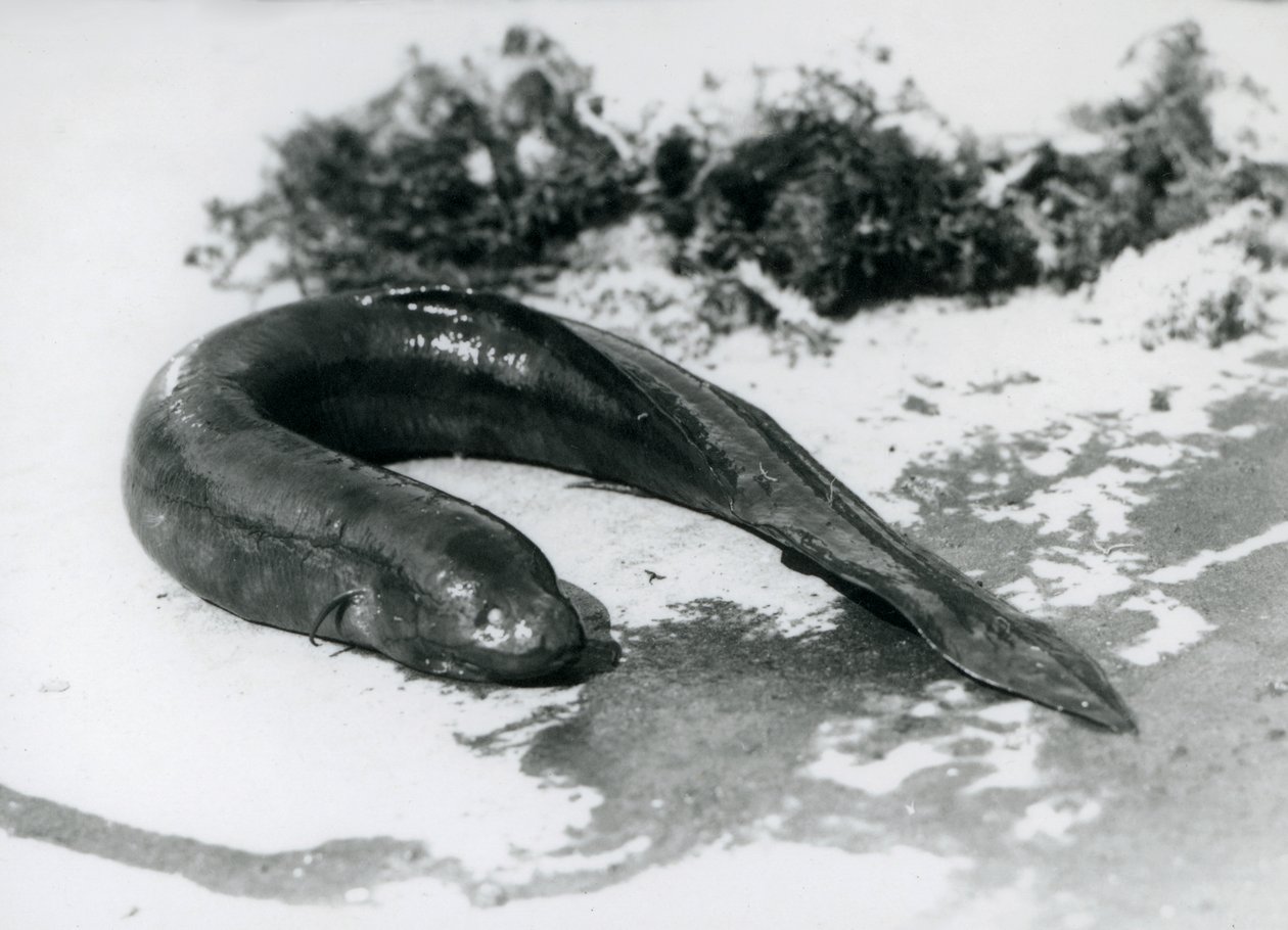 Een Longvis rustend uit het water in London Zoo in september 1928 door Frederick William Bond