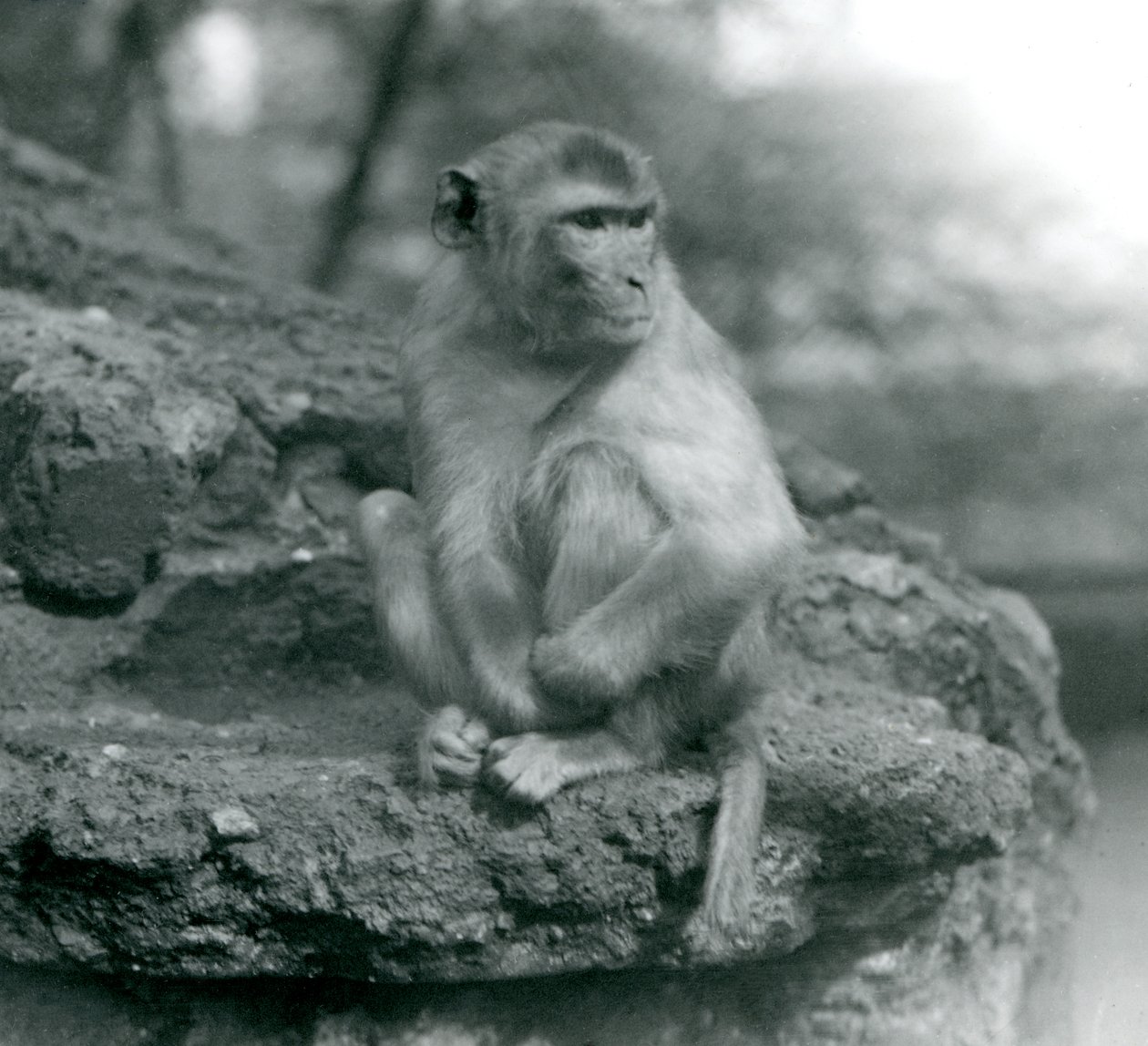 Een Makaak zittend op een rots in London Zoo door Frederick William Bond