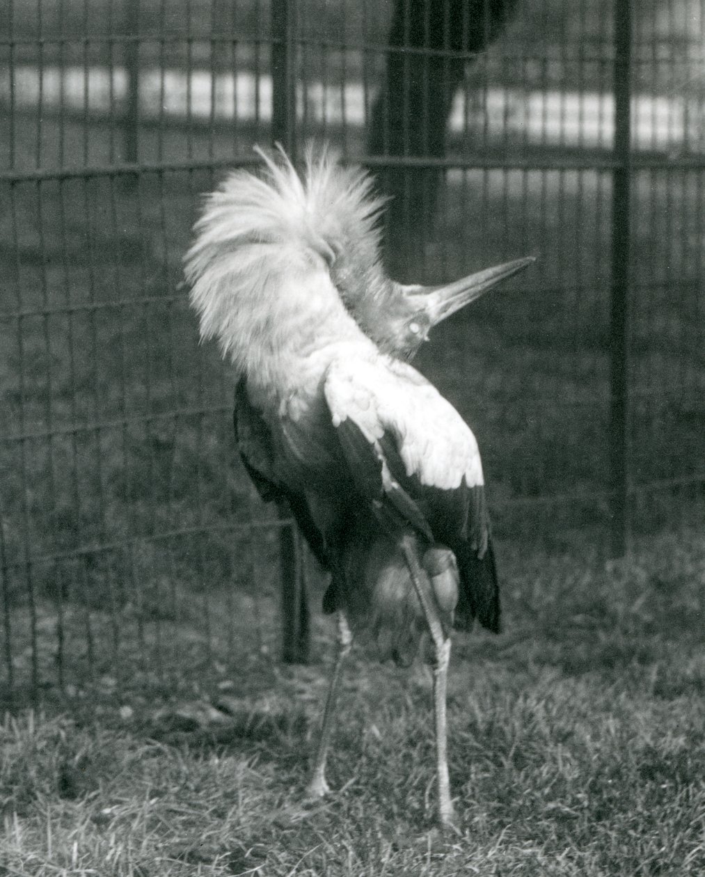 Een Maguarireiger die de op-en-neer display uitvoert, London Zoo, juli 1925 door Frederick William Bond
