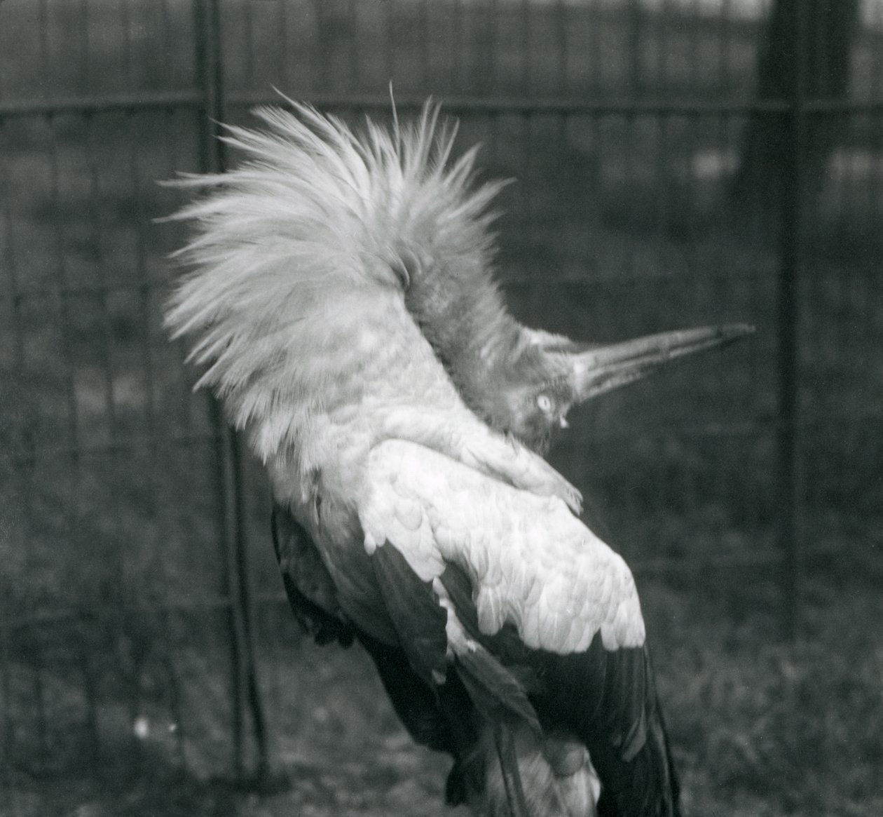 Een Maguarireiger die de op-en-neer display uitvoert, London Zoo, juli 1925 door Frederick William Bond